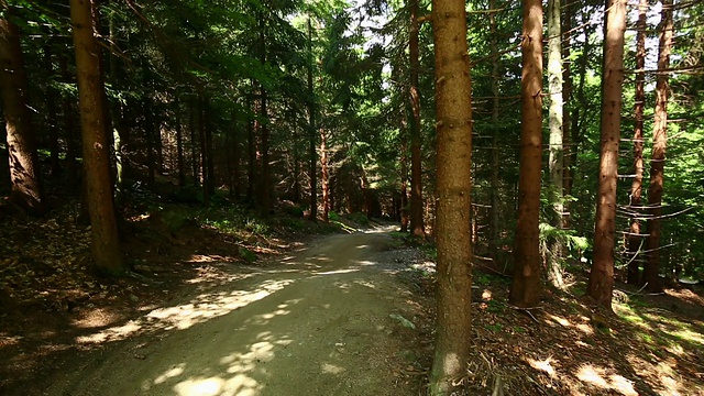 山地车在绿色的森林里骑车下山视频素材