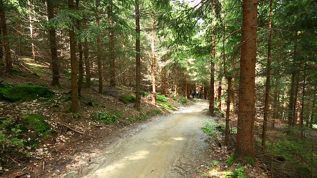 山地车在绿色的森林里骑车下山视频素材