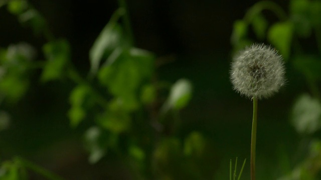 CU SLO MO拍摄的蒲公英被风吹下，种子从茎上脱落/美国新泽西州莫里斯镇视频素材