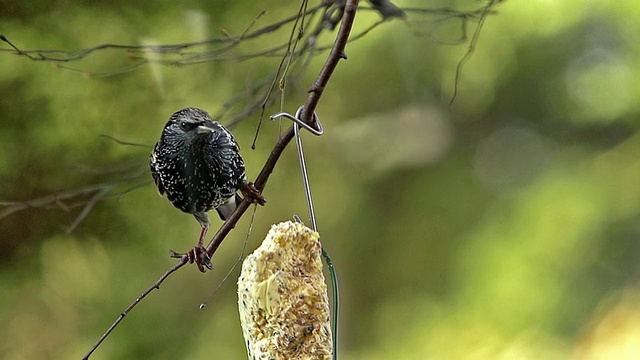 MS SLO MO摄于法国诺曼底奥格槽/ Vieux Pont en Auge的普通椋鸟(sturnus vulgaris)成虫进食的照片视频素材