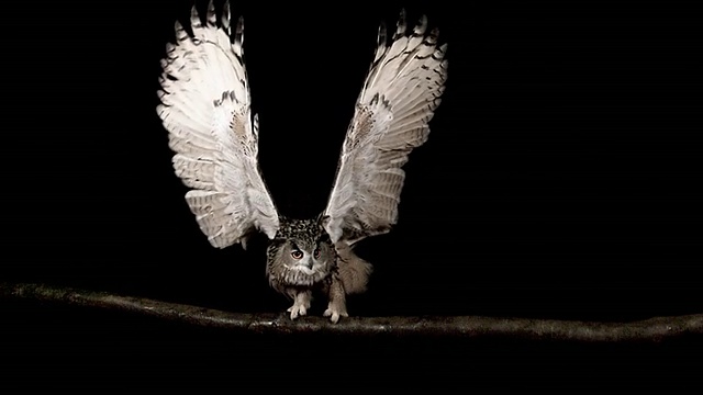 MS SLO MO European Eagle Owl (bubo bubo) 扑翼 / Vieux Pont en Auge, Normandy, France视频素材