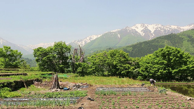 日本岐阜县白川县世界遗产附近的农场上，一位老农正在工作视频素材