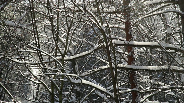 冬季森林覆盖的新鲜雪/莫斯科，俄罗斯视频素材