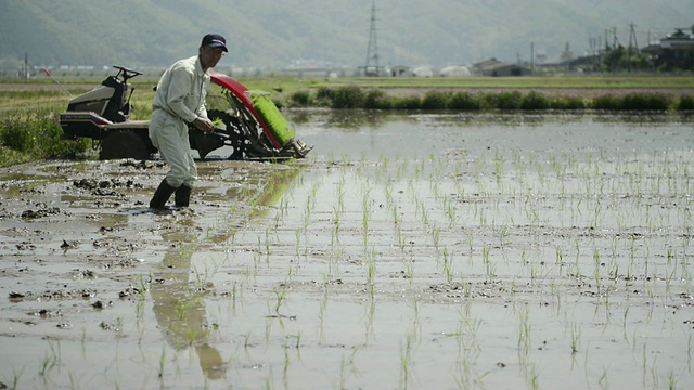 WS PAN View of Senior man generation is work of rice planting, man is planting rice幼苗/日本兵库市丰冈市视频素材