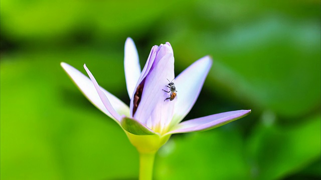 睡莲上的蜜蜂视频素材