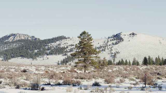 在美国俄勒冈州的本德，白雪覆盖着高高的沙漠和后侧的山丘，孤独的松树主宰着画面视频素材