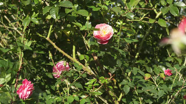 MS PAN SLO MO从玫瑰花丛到美丽的黑发女郎，手里拿着玫瑰调皮地靠近，她微笑着亲吻玫瑰/美国俄勒冈州波特兰视频素材