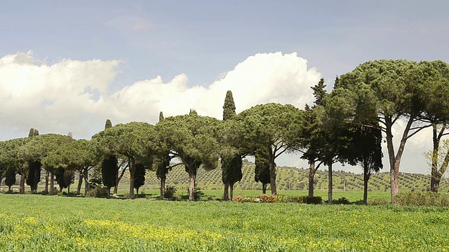 意大利托斯卡纳的格罗塞托柏树大道WS View of Cypress and Pine tree avenue视频素材