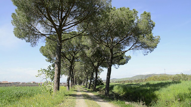 意大利托斯卡纳松树大道WS View of Pine tree avenue / Grosseto视频素材