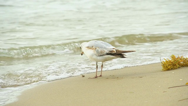 高清:海鸥视频素材