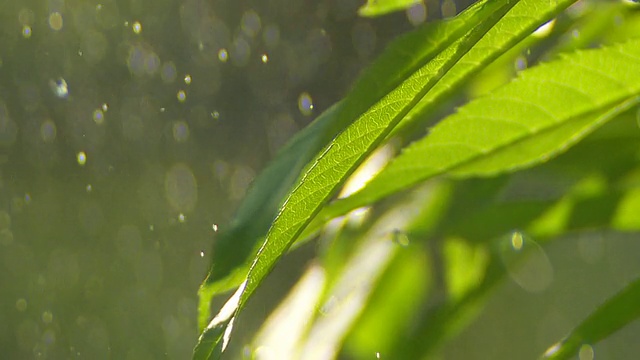 雨滴落在树叶上特写视频素材