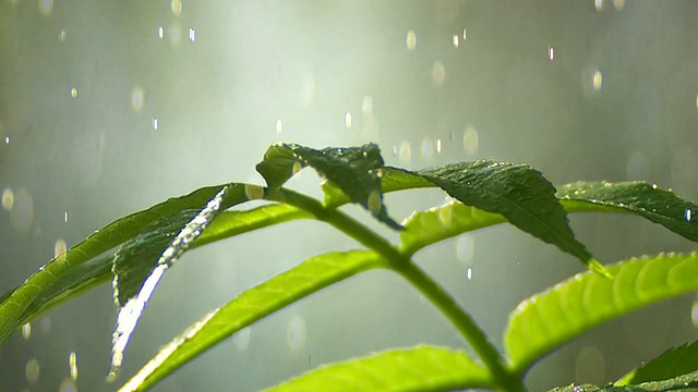 雨滴落在幼小的植物特写视频素材