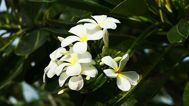 茉莉花视频素材