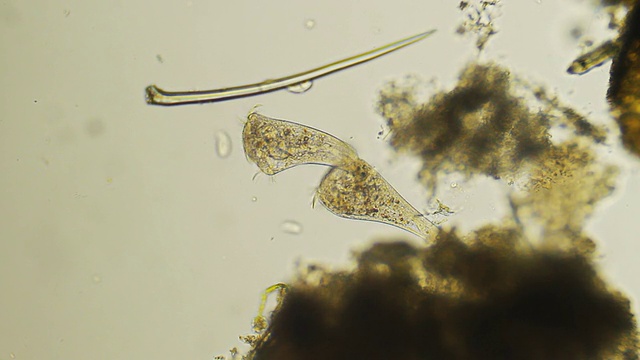 微生物 - 斯滕特视频素材