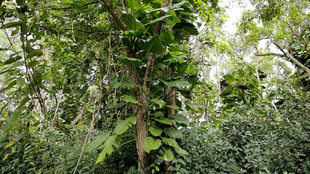 热带雨林附生藤本植物攀附树的照片/ Kapaa，考艾岛，夏威夷，美国视频素材