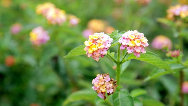 美国夏威夷考艾岛Lantana camara / Waimea拍摄视频素材