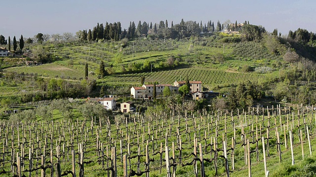 WS View of Vineyard in tuscany Hills / San Gimignano，意大利托斯卡纳视频素材