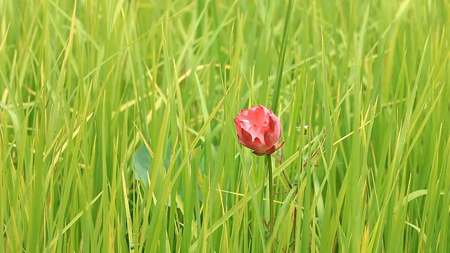 粉红色的莲花视频素材