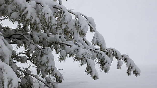 树与降雪视频下载