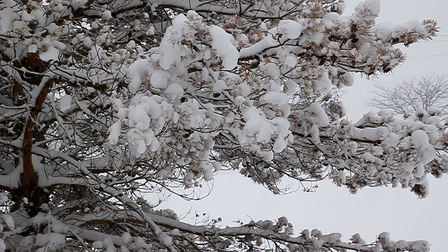 树与降雪视频下载