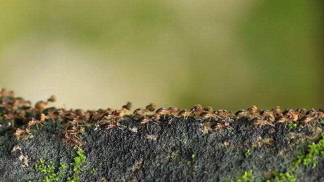 白蚁游行视频素材