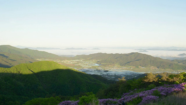 黄麦山日出时盛开的皇家杜鹃花/平尚南道，韩国视频素材