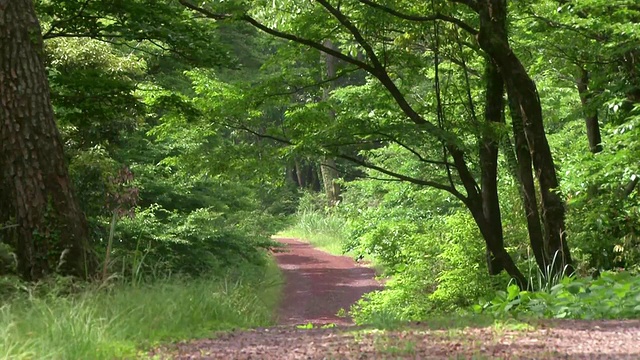 MS jejuolle road trail(旅游路径)/ Seogwipo, Jeju-do, South Korea视频素材