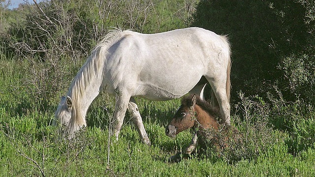 Camargue马和马驹的WS视图/圣玛丽德拉梅尔，Camargue，法国视频素材