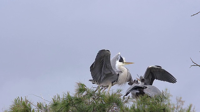 MS SLO MO拍摄的灰鹭和不成熟的巢/圣玛丽德拉梅尔，Camargue，法国视频素材