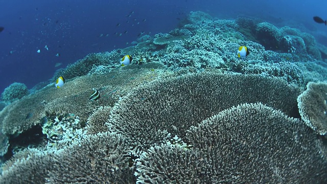 充满阳光和海洋生物的硬珊瑚礁视频素材