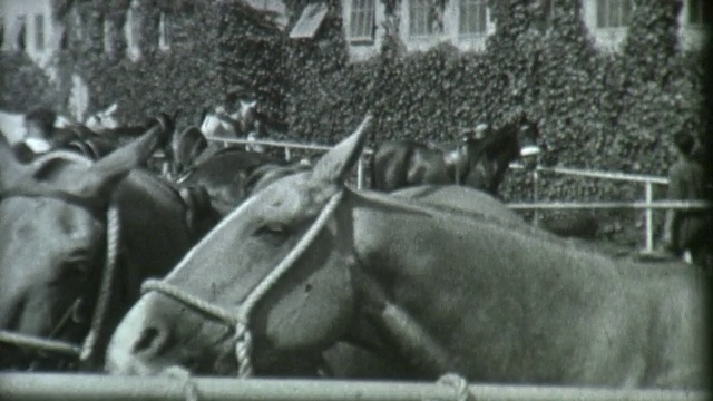 1930年的马档案电影视频素材