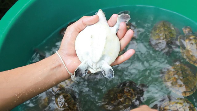 小海龟。视频素材