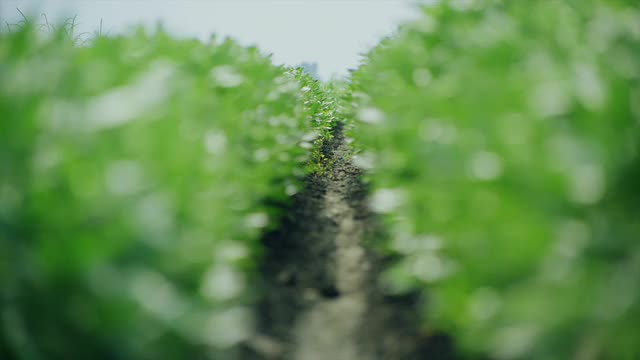 长镜头向下看一排茂盛的大豆田视频素材