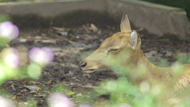 Brow-antlered鹿睡眠视频素材