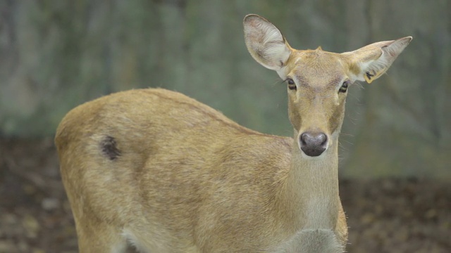 Brow-antlered鹿视频素材