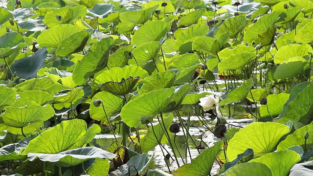 莲花池。视频素材