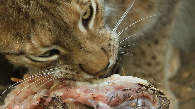 吃肉的山猫视频素材