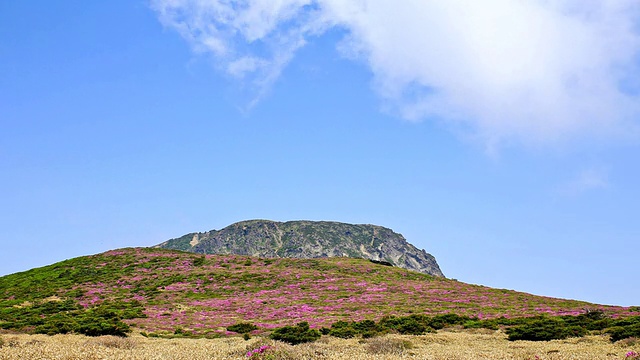 WS T/L春天的Hallasan国家公园/济州岛，济州岛，韩国视频素材