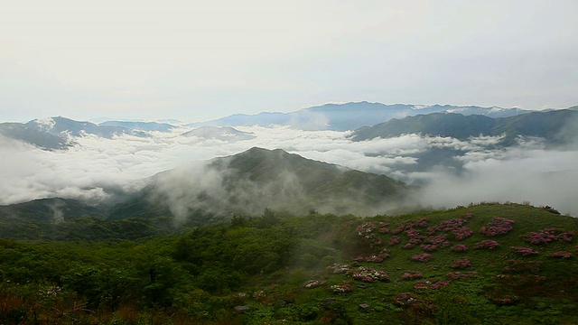 韩国全罗浦道南原山(Jirisan) Baraebong山顶的云海和皇家杜鹃花视频素材