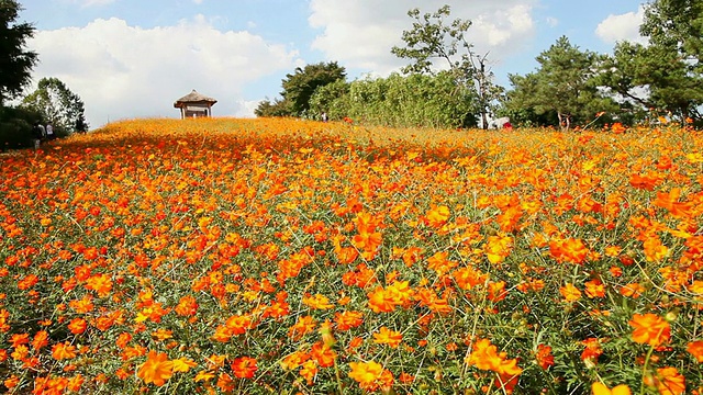 WS T/L韩国首尔奥林匹克公园的鲜花视频素材