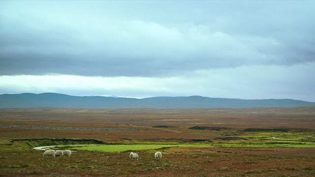 绵羊在有云的广阔草地上吃草/ Crask Inn，苏格兰，英国视频素材