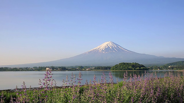 富士山和川口湖与薰衣草田/藤吉田，山梨县，日本视频素材