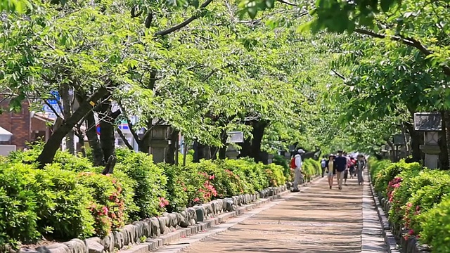 日本神奈川县镰仓Tsurugaoka Hachiman-gu神社前的道路视图视频素材