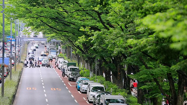 这张照片拍摄的是泽尔科娃树在表参道(Omotesando)两旁排列着汽车和路灯/日本东京涩谷视频素材