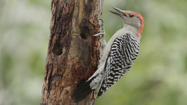 雄性红腹啄木鸟(Centurus carolinus)在自家的板油洞中啄食/瓦尔帕莱索，印第安纳，美国视频素材