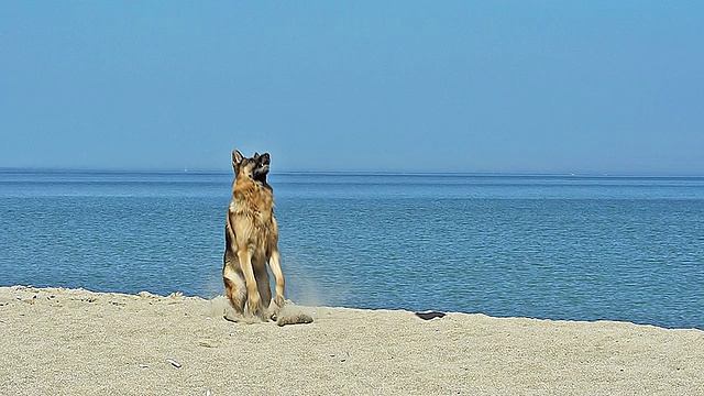 WS PAN TU SLO MO德国牧羊犬，男性捕捉飞盘海滩/卡昂，诺曼底，法国视频素材