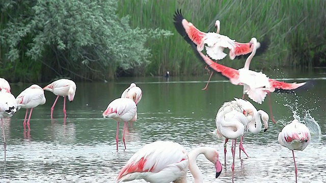 大火烈鸟，凤凰凤蝶，成年飞行，在沼泽降落在Camargue东南/圣玛丽de la Mer，法国Camargue视频素材