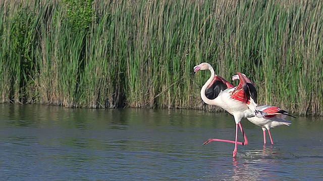 WS TS SLO MO大火烈鸟，凤凰凤蝶，成年飞行在Camargue在东南/圣玛丽de la Mer, Camargue，法国视频素材