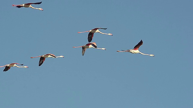 WS TS SLO MO大火烈鸟，红凤凰，战斗小组在Camargue在东南/圣玛丽德拉梅尔，Camargue，法国视频素材