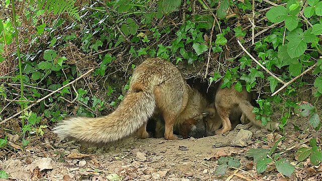 红狐，vulpes, Female with Kill Rabbit to Feed Cub / Vieux, Pont，诺曼底法国视频素材